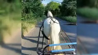 Driving Tyson 3/7/2019