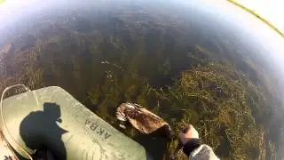открытие охоты на уток 23 08 2014
