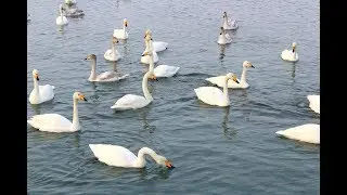 ЛЕБЕДИНОЕ ОЗЕРО .АЛТАЙ.