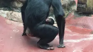Little Baby chimpanzee 6 days old #baby #chimpanzee #breastfeeding
