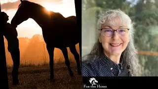 How To Have A Willing Partnership With Your Horse
