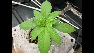 Cannabis seedlings, strong stems, topping, pruning and general care.