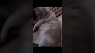 Cutie cutie cat
