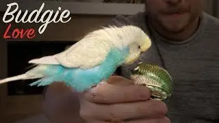 Budgie Love - Syrup the Budgie - Budgie loves a Frog