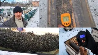 Пчелы в ППС чудят? Расплод? Пережал? Ваши версии!