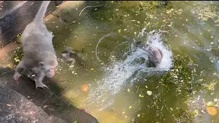 Baby MONKEYS enjoy SWIMMING during their MOTHER get angry | So FUNNY! animals video