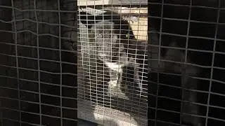 2 Спасаем инвалидика из отлова