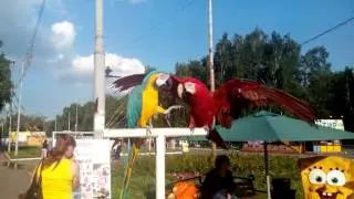 драка попугаев