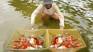 TINY POND! 3,000 Fish Heads, Thousands of Dollars in Profit! Why do fish grow bigger and faster?