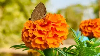 Butterflies On My Marigolds 😍0% Edit