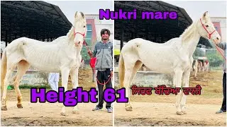 ਨੁਕਰੀ ਘੋੜੀ ਵੱਡਾ ਕੱਦ ਤੇ ਬੱਚੇ ਵੀ ਵੱਡੇ ਦਿੰਦੀ ਆ ਪਰ ਰੇਟ ਹਜਾਰਾ ਚ ॥ ਪਹਿਲੇ ਬੱਚੇ ਨੇ ਹੀ ਘੋੜੀ ਫਰੀ ਕਰ ਦੇਣੀ ਆ
