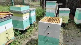 Дождя нет и МЕДА тоже. 31.05.24