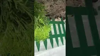 #туя