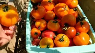 My harvest 2021 / What I planted, I harvested )))