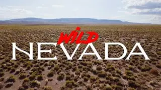 Wild Nevada 2019