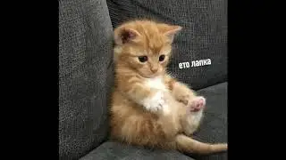 Котёнок Сявочка: рецензия, отзыв о котёнке.