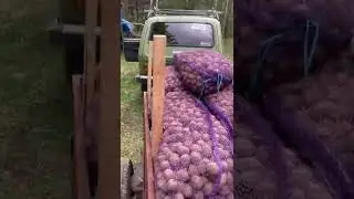 @glubokoye_ozeroppk 🐷🥩🐖🐷🍗🥓 собираемся сажать картофель 🥔 курузу🌽