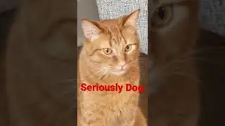 Cute Puppy vs Cat Part 1 #dog #cat #pets #pet #dogsandcats