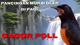 Pancingan gler murai, pagi, siang, sore, malam hari Efektif gacor poll..