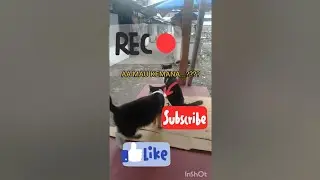 induk kucing ini punya anak anak remaja yang lucu#cats Videos funny 2023 🐱🐱🐱🐈🐈🐈