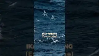 Ikan Terbang, ternyata...!!! #shorts