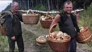 Houby rostou! Nejkrásnější listopadové hřiby a křemenáče. Krásný závěr sezóny plný překrásných hub.