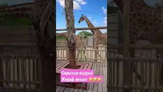 Жираф писает 