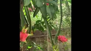 Dragon Fruit Climbs on a Guava Tree (Fruits turning pink)