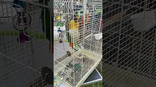 Parrot 🦜 Be like