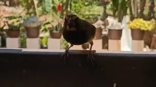 ¡Vuelo de pájaro en cámara lenta!