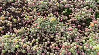 Conophytum Seed Giveaway Winners Announced 🎉 | Get Your 5 Seed Varieties!