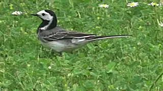 Oiseaux de nos jardins (par Christian Aimar)