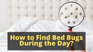 How to Find Bed Bugs During the Day
