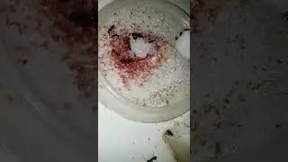 Чем только не занимаются муравьи