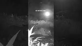 Best camera trap footage ever. 🐅 An amur tigress and her 4 cubs in NE China. Conservation works!