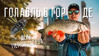 CHUB IN THE CITY! COCKROACHING in the center of MOSCOW. TIEMCO TINY CICADA Day. Streetfishing.