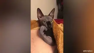 Funny Cat Videos That Are IMPOSSIBLE Not To Laugh At 😂 #6