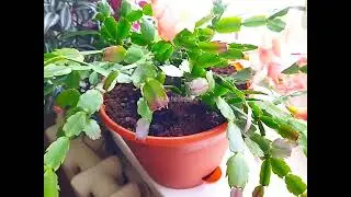 Декабрист или Зигокактус Шлюмбергера. Какой необходим горшок и почва? Flowers.