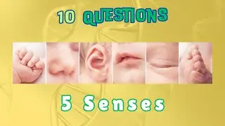 Science Quiz for Grade 1 | The Five Senses | Class 1