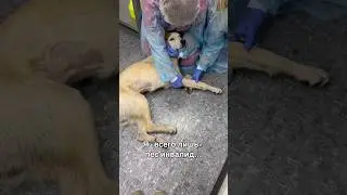 Я «всего лишь» пес инвалид. Неужели мне никто не поможет?💔