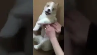 #собакен радуется ласке