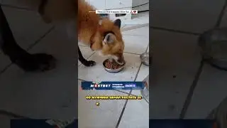 Мужчина СПАС ЛИСУ И как ОНА ОТБЛАГОДАРИЛА ЕГО?😳