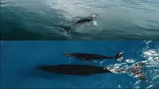 Whalefest | Moms & Babies