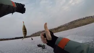 Первый лед! 10кг окуня за 20 минут на Дружную Компанию!