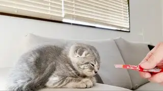 When I gave sweets to the kitten Lulu while she was taking a nap...