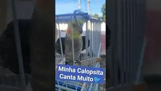Ensinando a Calopsita