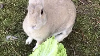 It may be the most beautiful rabbit on the island