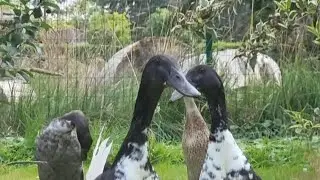 Tiere: Teil 1-3