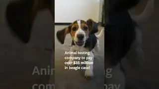 4,000 Beagles: $35 Million Resolution  #beagles #shorts #dog