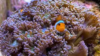 Experience: Clownfish Finally Doing Something Interesting After 6 Years